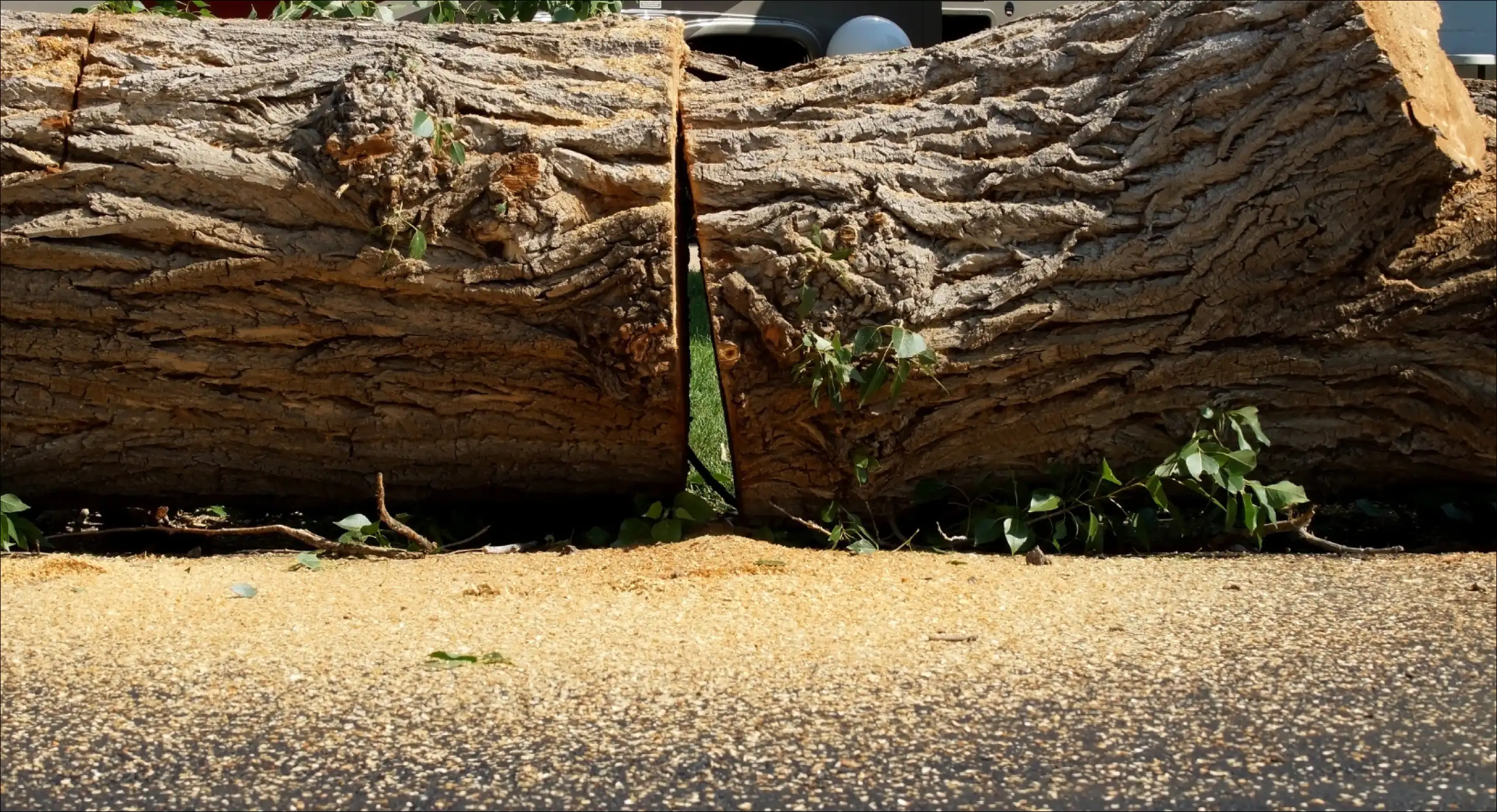 cut tree on the ground